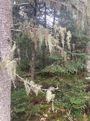 Pseudevernia consocians