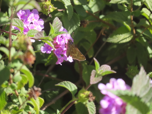 Field Skipper photo 5