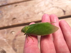Cystosoma saundersii