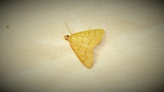 Helvibotys helvialis