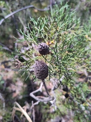 Isopogon anethifolius