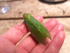 Cystosoma saundersii