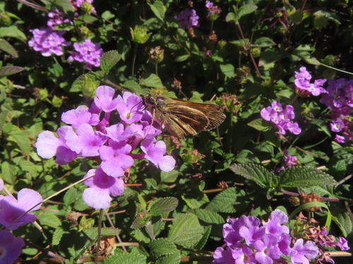 Field Skipper photo 3