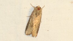 Spodoptera eridania