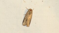 Spodoptera eridania