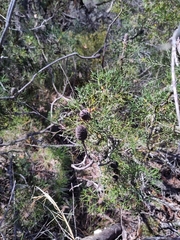 Isopogon anethifolius