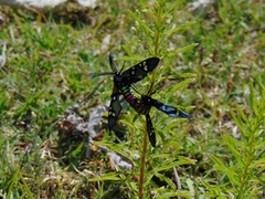 Chrysocale principalis