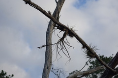 Tillandsia balbisiana