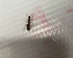 Camponotus