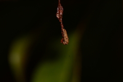 Limenitis