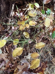 Vaccinium elliottii