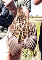 Coturnicops noveboracensis