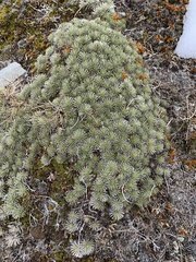 Celmisia sessiliflora