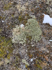 Celmisia sessiliflora