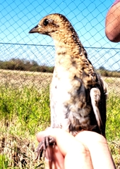 Coturnicops noveboracensis