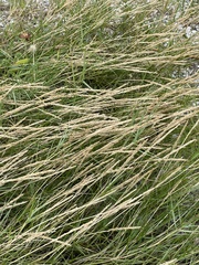 Sporobolus virginicus