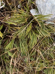 Aciphylla monroi