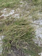 Sporobolus virginicus