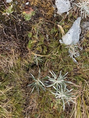 Aciphylla monroi