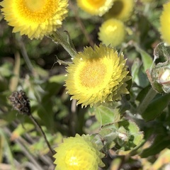 Helichrysum foetidum