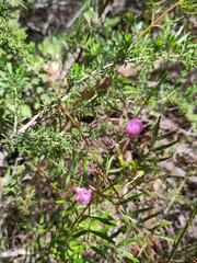 Boronia pinnata