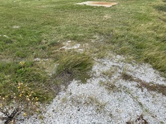 Sporobolus virginicus