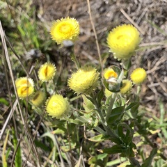 Helichrysum foetidum