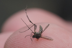 Aedes taeniorhynchus