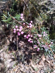 Boronia pinnata