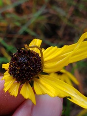 Chlorochlamys chloroleucaria