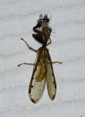 Dicromantispa interrupta