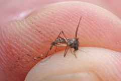 Aedes taeniorhynchus