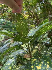 Codiaeum variegatum pictum