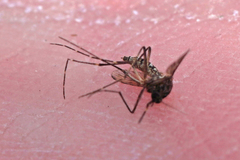 Aedes taeniorhynchus