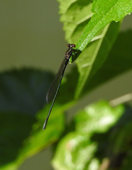 Pseudagrion ignifer