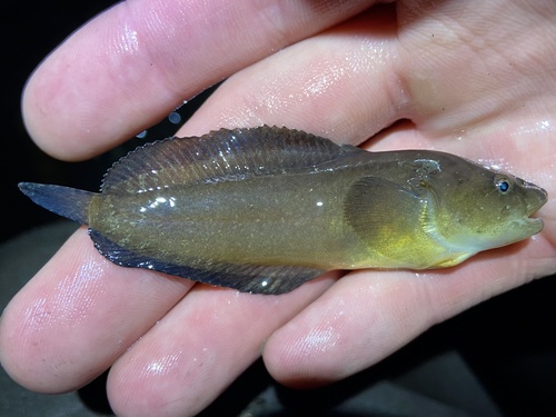 Spotted snailfish (Liparis callyodon) — Liparidae