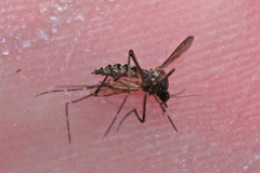 Aedes taeniorhynchus