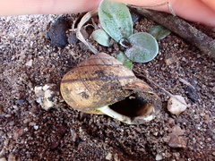 Helminthoglypta stiversiana