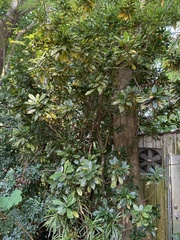 Codiaeum variegatum pictum