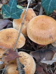 Paralepista gilva