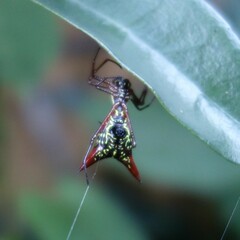 Micrathena sexspinosa