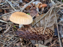 Paralepista gilva