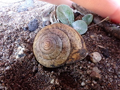 Helminthoglypta stiversiana