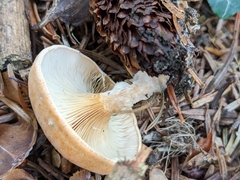Paralepista gilva