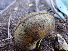 Helminthoglypta stiversiana