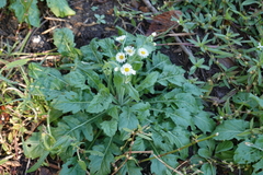 Erigeron philadelphicus