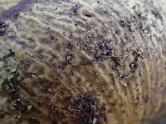 Helminthoglypta stiversiana