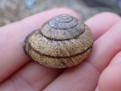 Helminthoglypta stiversiana