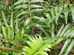 Asplenium oblongifolium