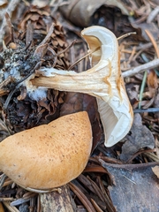 Paralepista gilva